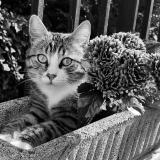 Photo de chat perdu à Dreux