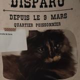Photo de chat perdu à Paris
