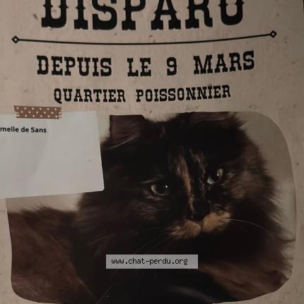 Photo 1/3 Bella Chat perdu à Paris