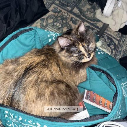 Photo 2/3 Bella Chat perdu à Paris