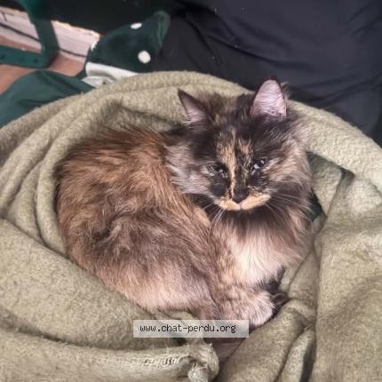 Photo 3/3 Bella Chat perdu à Paris