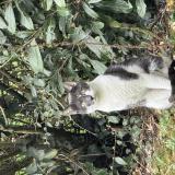 Photo de chat trouvé à Meaux