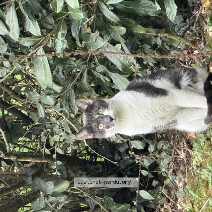 Photo 1/1 Chat trouvé Trouvé à Meaux