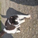 Photo de chat trouvé à Saint Louis De Montferrand