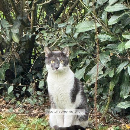 Photo 1/1 Chat trouvé Trouvé à Meaux