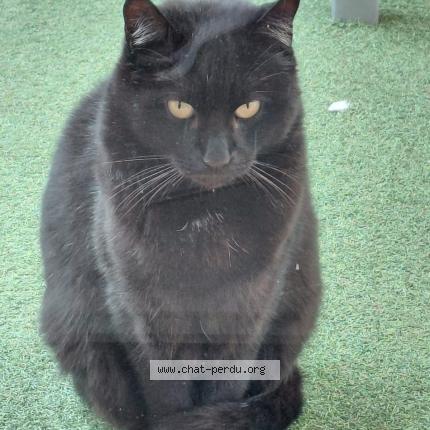 Photo 1/1 Chat retrouvé Perdu à L union