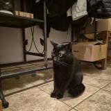 Photo de chat trouvé à Cabasse