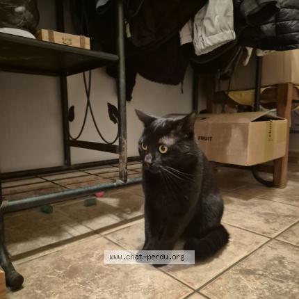 Photo 1/1 Chat trouvé Trouvé à Cabasse