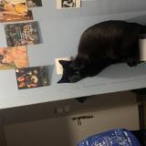 Photo de chat perdu à Avoudrey