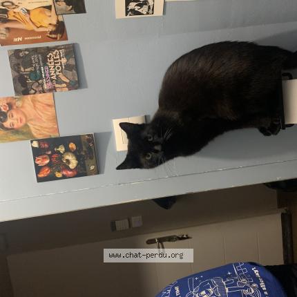 Photo 1/1 berlioz Chat perdu à Avoudrey