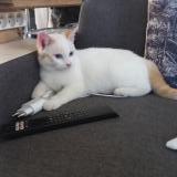 Photo de chat perdu à Massac Seran