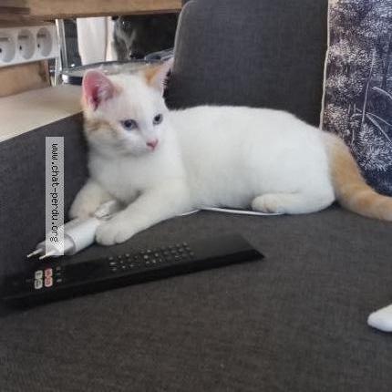 Photo 1/1 Snow Chat perdu à Massac seran