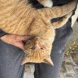 Photo de chat perdu à Repentigny