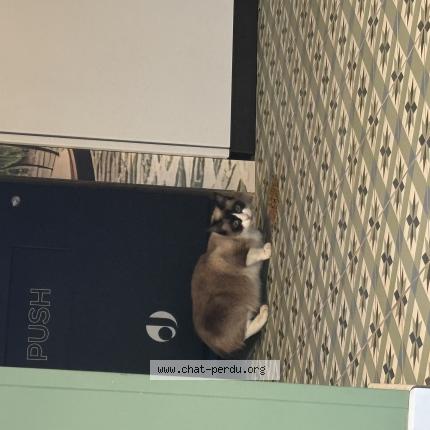 Photo 1/1 Chat trouvé Trouvé à Chateauroux