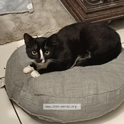 Photo 1/1 Malenia Chat perdu à Jambes