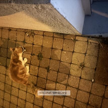 Photo 1/1 Chat trouvé Trouvé à Oissel