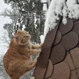 Photo de chat perdu à Saint Jean Saint Nicolas