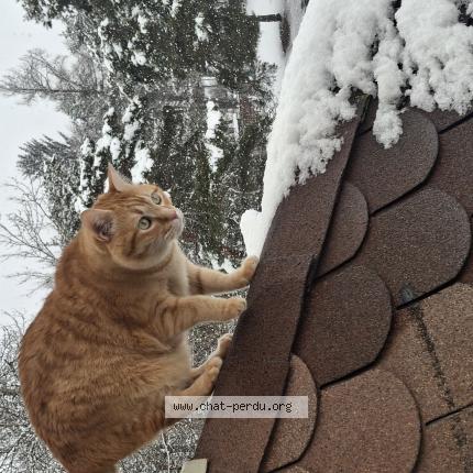 Photo 1/1 Benny Chat perdu à Saint jean saint nicolas