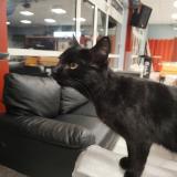 Photo de chat trouvé à Belfort