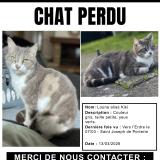 Photo de chat perdu à Nantes
