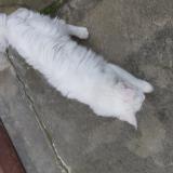 Photo de chat trouvé à Limoux