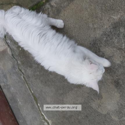 Photo 1/5 Chat trouvé Trouvé à Limoux