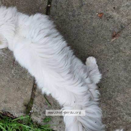 Photo 2/5 Chat trouvé Trouvé à Limoux