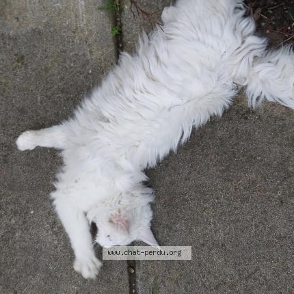 Photo 3/5 Chat trouvé Trouvé à Limoux