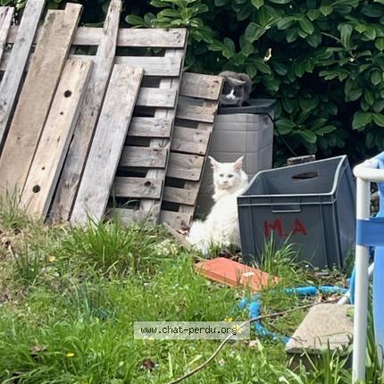 Photo 4/5 Chat trouvé Trouvé à Limoux