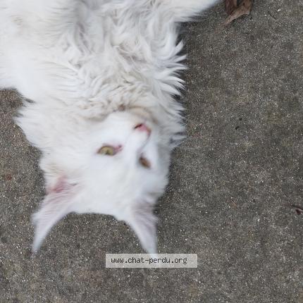 Photo 5/5 Chat trouvé Trouvé à Limoux