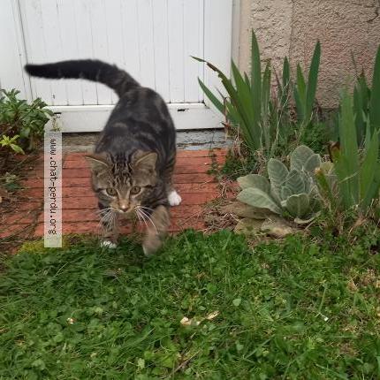 Photo 1/1 Chat retrouvé Trouvé à Erdeven