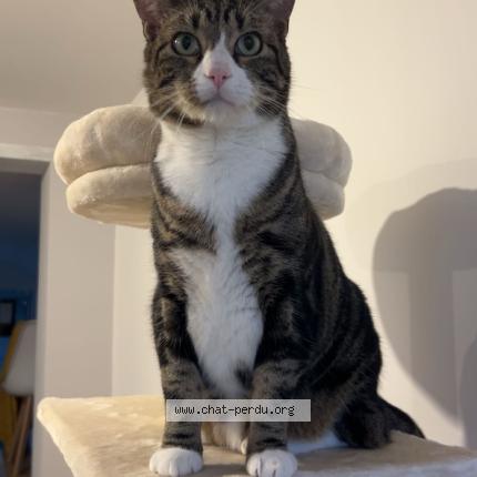Photo 1/1 Rix Chat perdu à Violaines