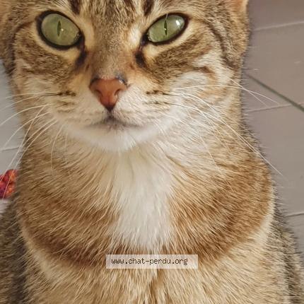 Photo 1/1 Chat retrouvé Perdu à Prin deyrancon