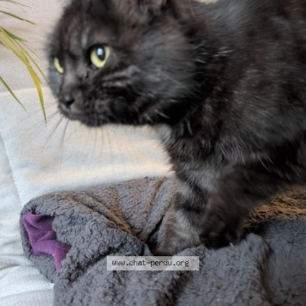 Photo 1/4 Rio Chat perdu à Compiegne