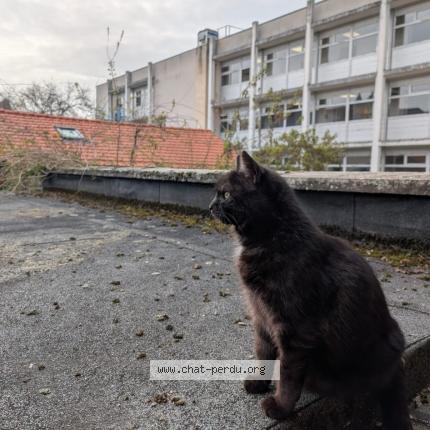 Photo 2/4 Rio Chat perdu à Compiegne