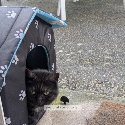 Photo 3/4 Rio Chat perdu à Compiegne