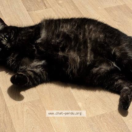 Photo 4/4 Rio Chat perdu à Compiegne