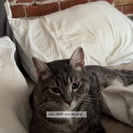 Photo 1/1 Tokyo Chat perdu à St jean sur richelieu