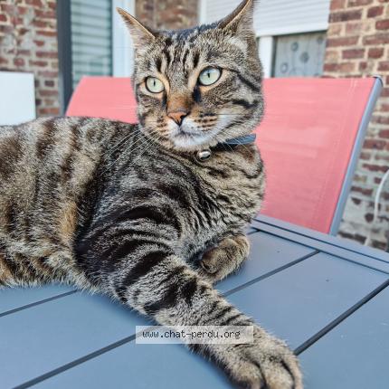 Photo 1/1 Chat retrouvé Perdu à Tergnier