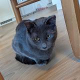 Photo de chat perdu à Parempuyre