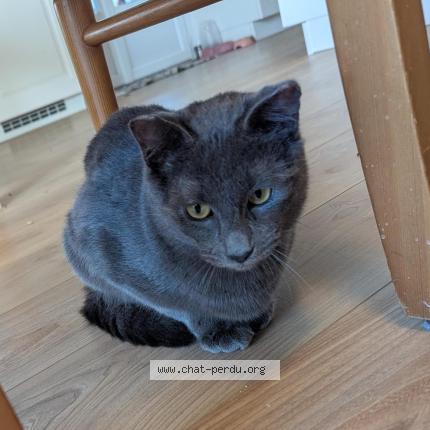 Photo 1/1 Timiou Chat perdu à Parempuyre