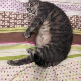 Photo de chat perdu à Bordeaux