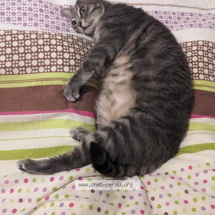 Photo 1/1 Fuji Chat perdu à Bordeaux