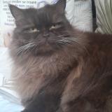 Photo de chat perdu à Aubagne