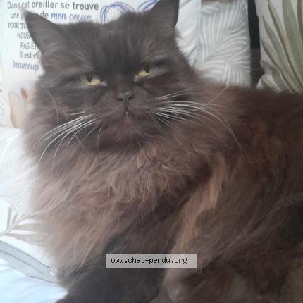 Photo 1/1 Choco Chat perdu à Aubagne