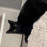 Photo de chat perdu à Le Blanc Mesnil