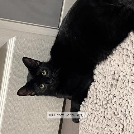 Photo 1/1 Oreo Chat perdu à Le blanc mesnil