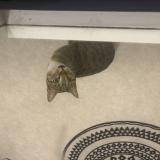 Photo de chat trouvé à Reims