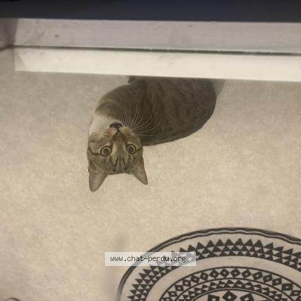 Photo 1/1 Chat trouvé Trouvé à Reims