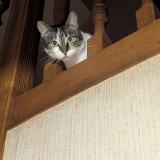 Photo de chat perdu à St Andre D Apchon